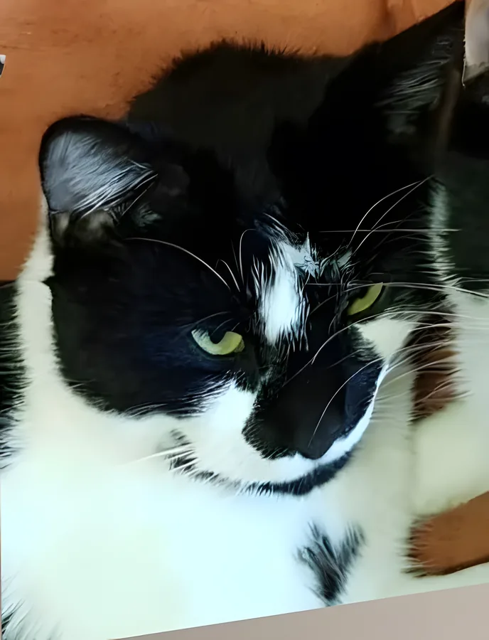 Foto einer schwarz-weißen Katze mit grünen Augen